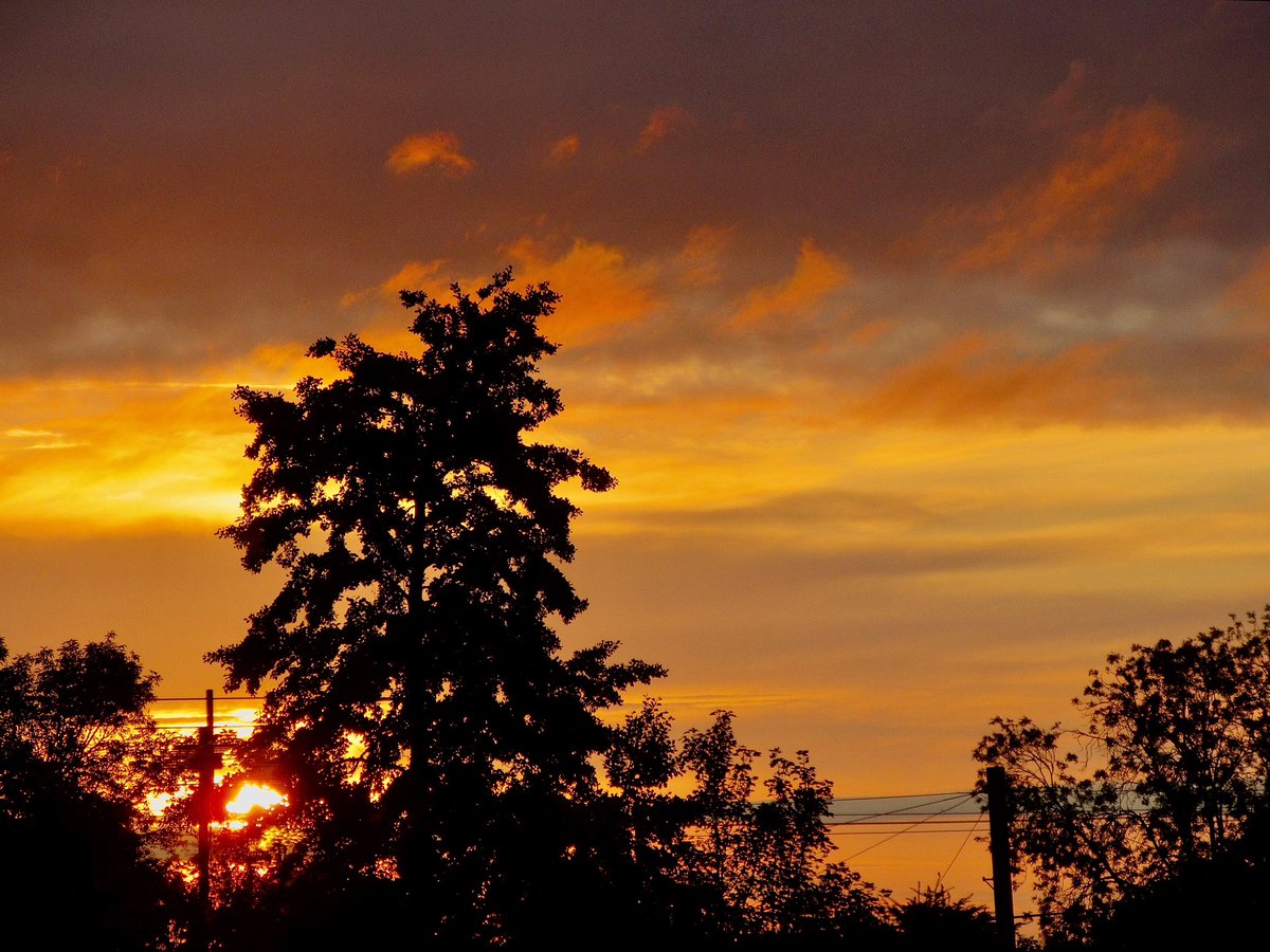 Susan Danielis Marshall tweet media