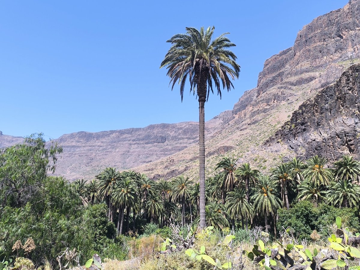 LeoSantisteban's tweet photo. Arteara sin n 🌴🤳 #grancanaria #islascanarias 
.
.
@turismogc @GranCanariaTur @TurismCanarias @spain @TiempoRTVC #arteara #leodesinquieto 😎 https://t.co/UnOfswJq0p