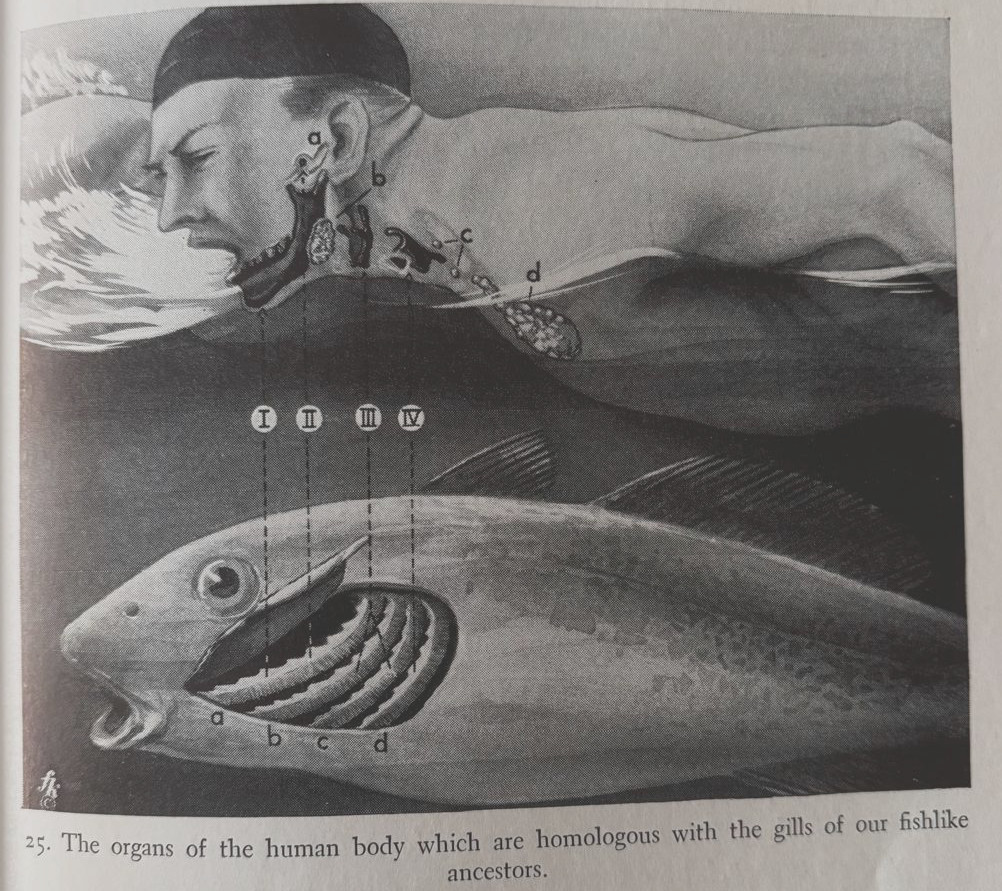 AMartinezArias's tweet photo. Fritz Kahn had an amazing eye to convey the beauty and magic of biology, Here, from “man in structure and function”, the way #evolution has shaped fish gills into various human organs. #Infographics before its time. https://t.co/pqpGKtqdku