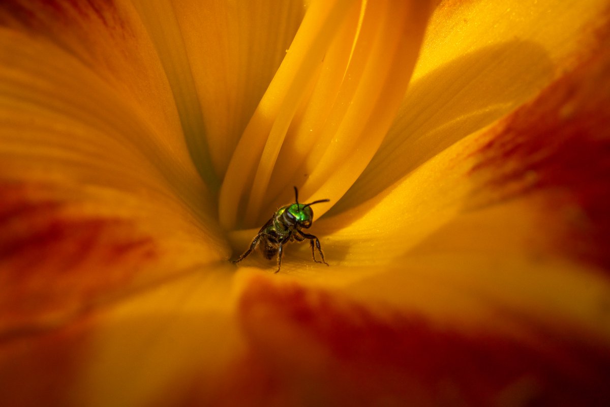 XmxHowes's tweet photo. Check out my Bug photos available here https://t.co/u8Vw00R19i

#wallartforsale #wallart #gifts #giftideas #Sweatbee #bugs #insect #nature #NaturePhotography #bees #greenbee #daylily #lily #homedecor #flower #OrangeAndYellowDaylily #bug #insects https://t.co/YkZ4KaLTZ0