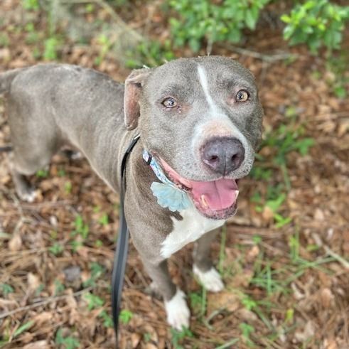 jaxhumane's tweet photo. Gracie is as sweet as they come. 🧡

Come say hello to Gracie and let this sweet girl show you just how easy it is to fall in love. 🐾💕

Thanks to the Bissell Pet Foundation's Empty the Shelters Adoption Event, JHS adoption fees are reduced to $25 through July 26. https://t.co/RgzzVHZrrk