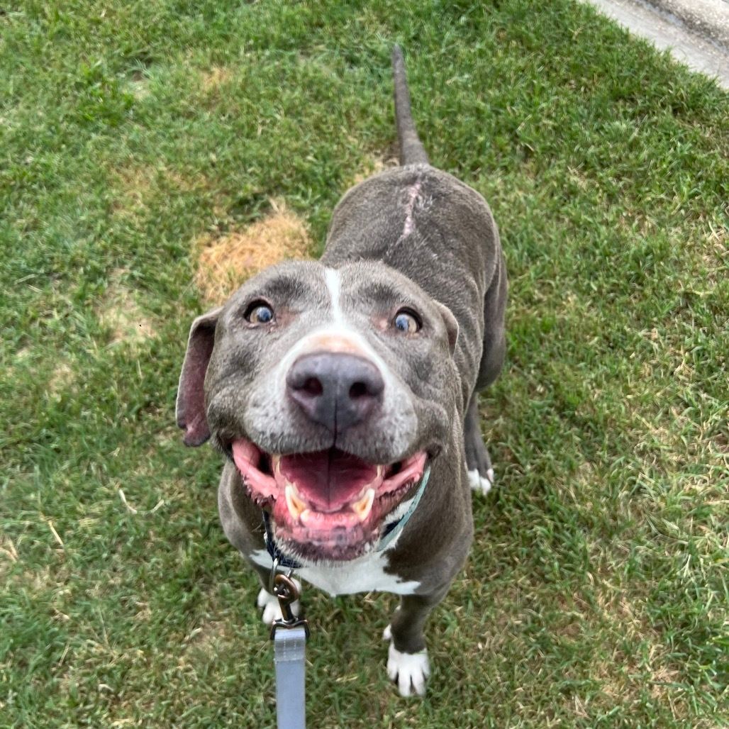 jaxhumane's tweet photo. Gracie is as sweet as they come. 🧡

Come say hello to Gracie and let this sweet girl show you just how easy it is to fall in love. 🐾💕

Thanks to the Bissell Pet Foundation's Empty the Shelters Adoption Event, JHS adoption fees are reduced to $25 through July 26. https://t.co/RgzzVHZrrk