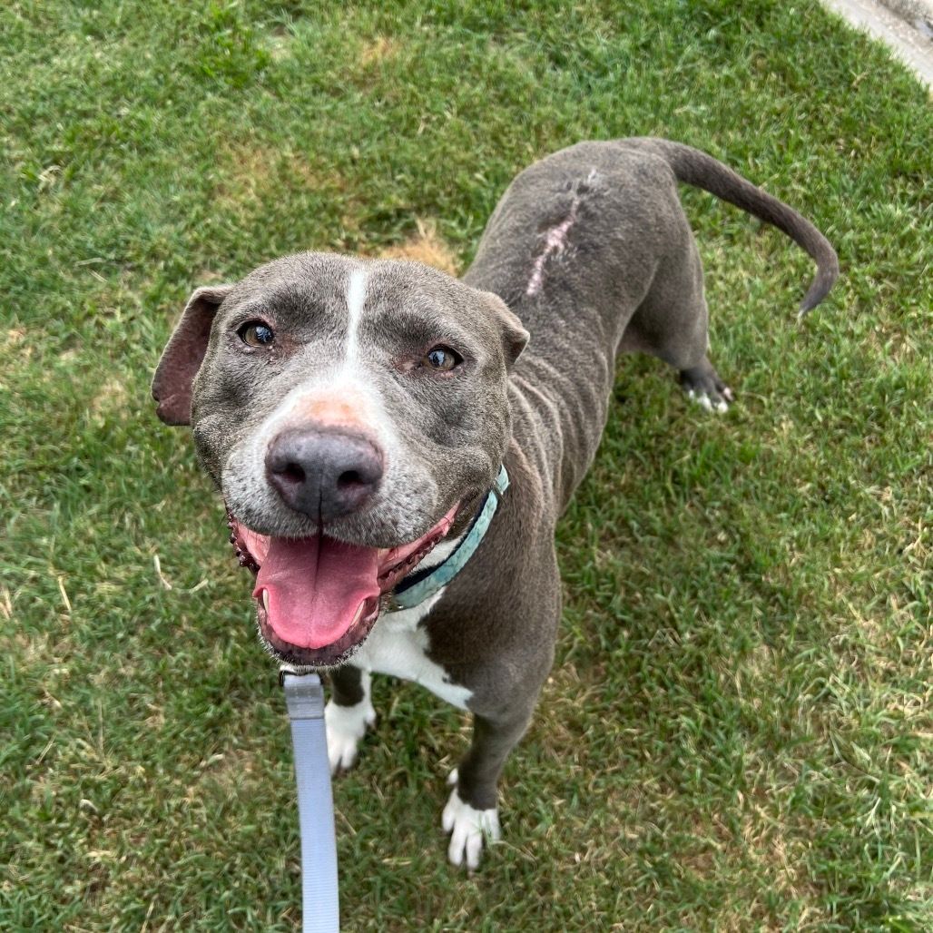 jaxhumane's tweet photo. Gracie is as sweet as they come. 🧡

Come say hello to Gracie and let this sweet girl show you just how easy it is to fall in love. 🐾💕

Thanks to the Bissell Pet Foundation's Empty the Shelters Adoption Event, JHS adoption fees are reduced to $25 through July 26. https://t.co/RgzzVHZrrk