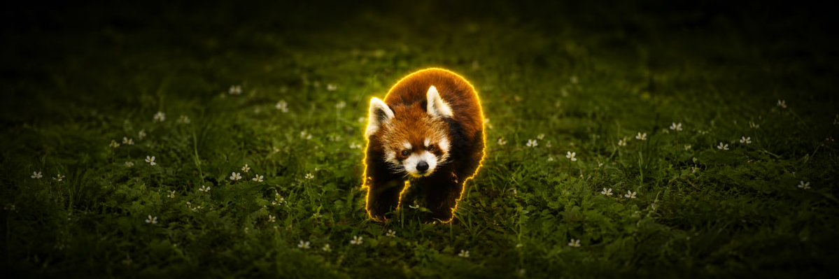 4devvvv's tweet photo. I THINK I'VE JUST FOUND THE NEXT ANIMAL RUNNER,

A red panda named Futa has gone viral after celebrating his 23rd birthday, making him one of the oldest living red pandas in the world.

https://t.co/1fKICtZ4od

https://t.co/JagYVfLndc

https://t.co/gaJonkGbXZ

https://t.co/1fKICtZ4od

At 23 years old, Futa is believed to be the equivalent of over 100 in human years and now sits just one year away from matching Japan's domestic longevity record for a red panda.

Despite his remarkable age, Futa is still spending his days energetically, with his caretaker hoping everyone can gather to celebrate his 24th birthday in the very same place next year.

A century-old legend deserves to be remembered.

$Futa - 風太