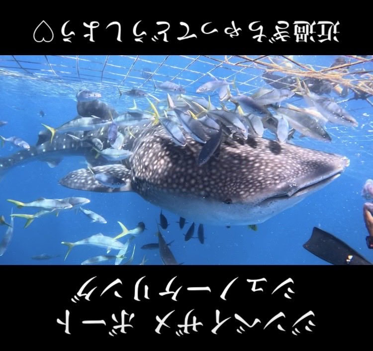 5oceanadventure's tweet photo. 2026.07.03ジンベイザメシュノーケリング🤿快晴が続きますね☺️最高の透明度にゲストも大興奮でした
興味ある方は是非お越し下さい。

オーシャンアドベンチャー
〒904-0401沖縄県国頭郡恩納村名嘉真90-2
050-3172-3172

#シュノーケリング
#体験ダイビング
#スノーケリング 
#沖縄 
#沖縄旅行 https://t.co/kz51Ez4cOm