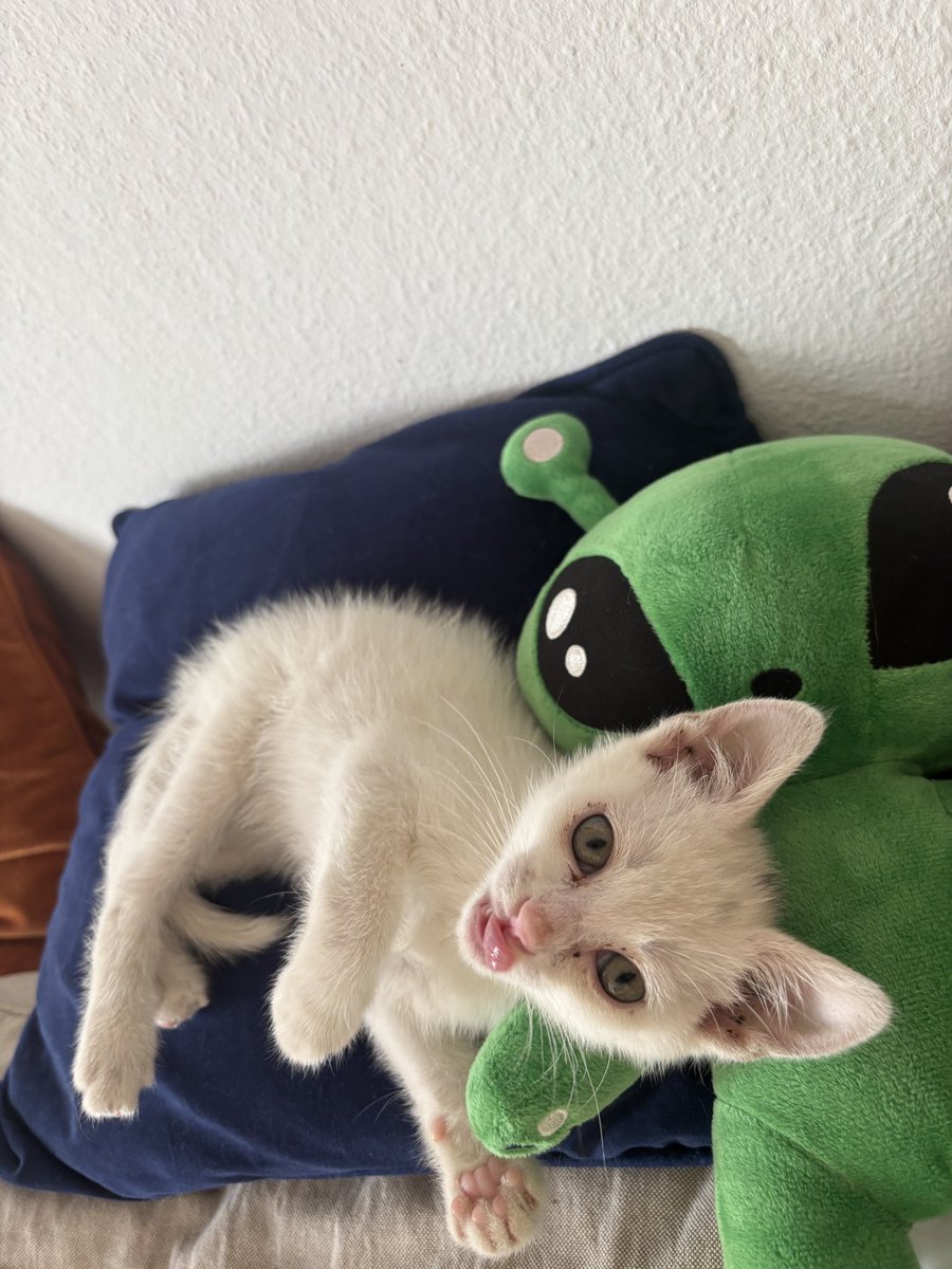 96airplanes's tweet photo. welcome home my tiny little alien 👽💚 https://t.co/yUbu5fyWyT