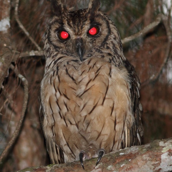 AMAZlNGNATURE's tweet photo. The Stygian Owl has some of the most haunting eyes in the animal kingdom https://t.co/Yz2jc38Bzr