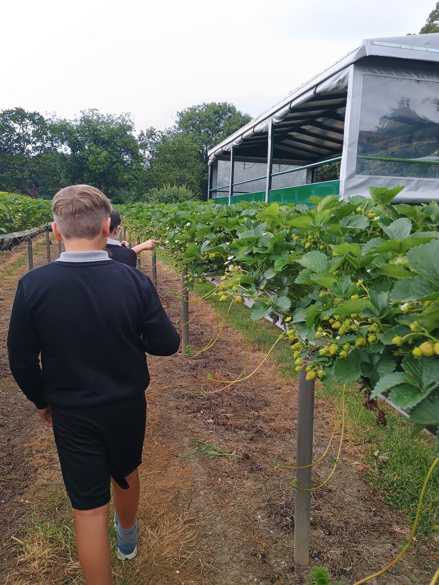 park_pru's tweet photo. We had a fab day, thanks to Kemps Farm #Horsforth #Pickyourown #strawberries https://t.co/1J0ljsXxS6