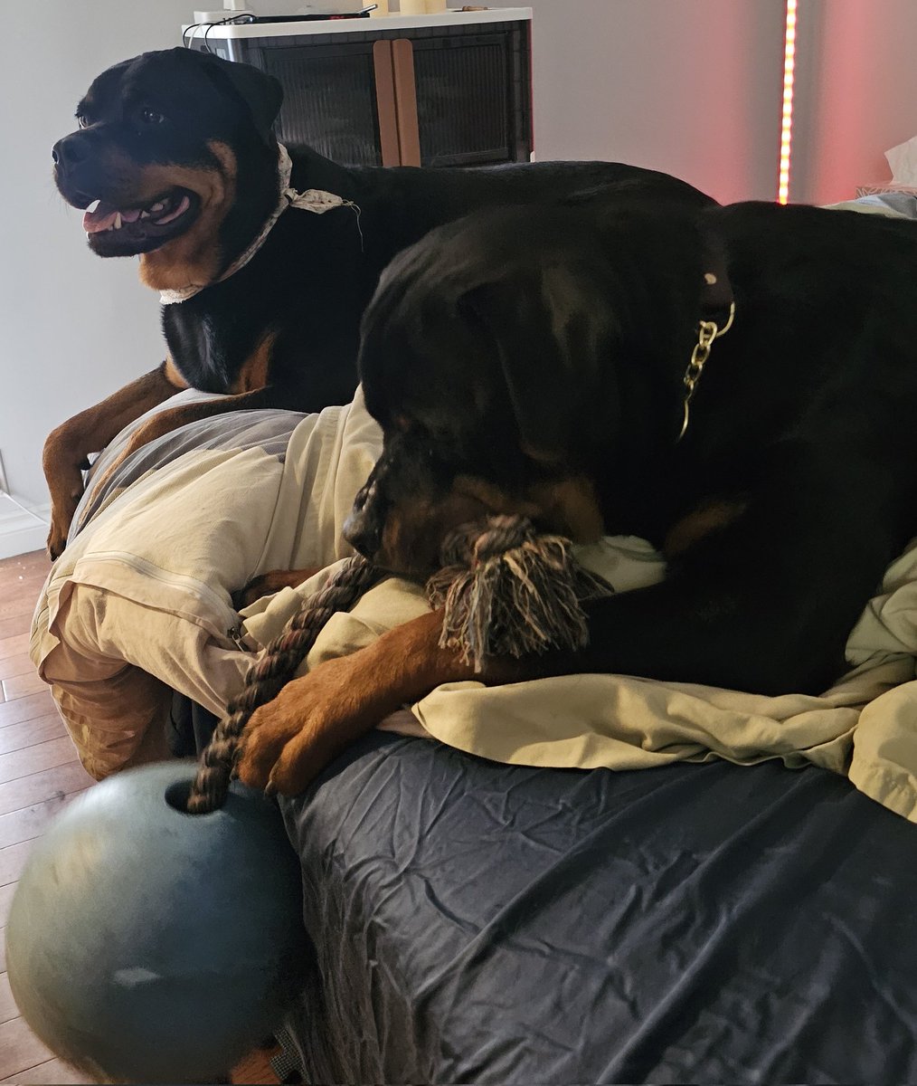 servicerotties's tweet photo. Sunday mornings I like to go back to bed for a snuggly nap with my human. ❤️

!My brother, #BabyRottieKenji, prefers to swing his jumbo ball on a rope around shouting "Cowabunga Dude, let's play Teenage Mutant Ninja Doodles"! 

#DogLife 
#Puppy https://t.co/cwPB9WMSBf