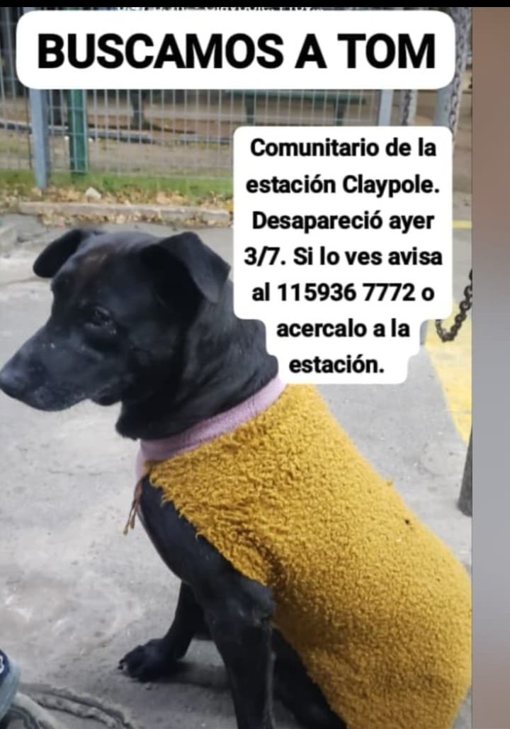 TrenClaypole's tweet photo. 🔊 BUSCAMOS A TOM

Uno de los "perritos comunitarios" de la estación Claypole.

📌Los comunitarios son cuidados por personal ferroviario y vecinos.

Si lo "adoptaste" pensando que estaba solo y abandonado, comunicate al 1159367772 o acercate a la estación.

🚄 Tren Roca TrenRoca https://t.co/AIZU5eUXUm