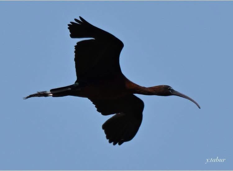 yasar_tabur's tweet photo. Çeltikçi  ( Glossy Ibis plegadis falcinellus ) Çandır Çayı-Konyaaltı / Antalya @Trakus_org @milliparklar @yabaninizinde https://t.co/KDv9UaLwAn