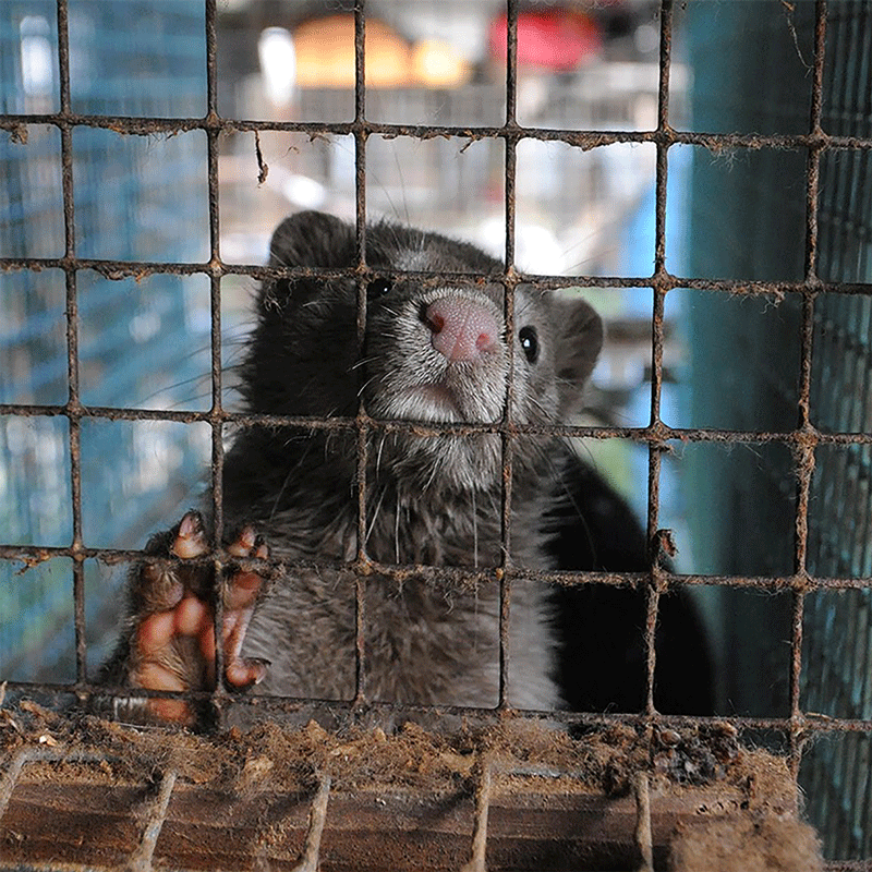 AMAZlNGNATURE's tweet photo. Germany's fur farming industry has officially come to an end

After years of stricter animal welfare laws, the country's last remaining fur farms have now closed https://t.co/IHlDypVX0K