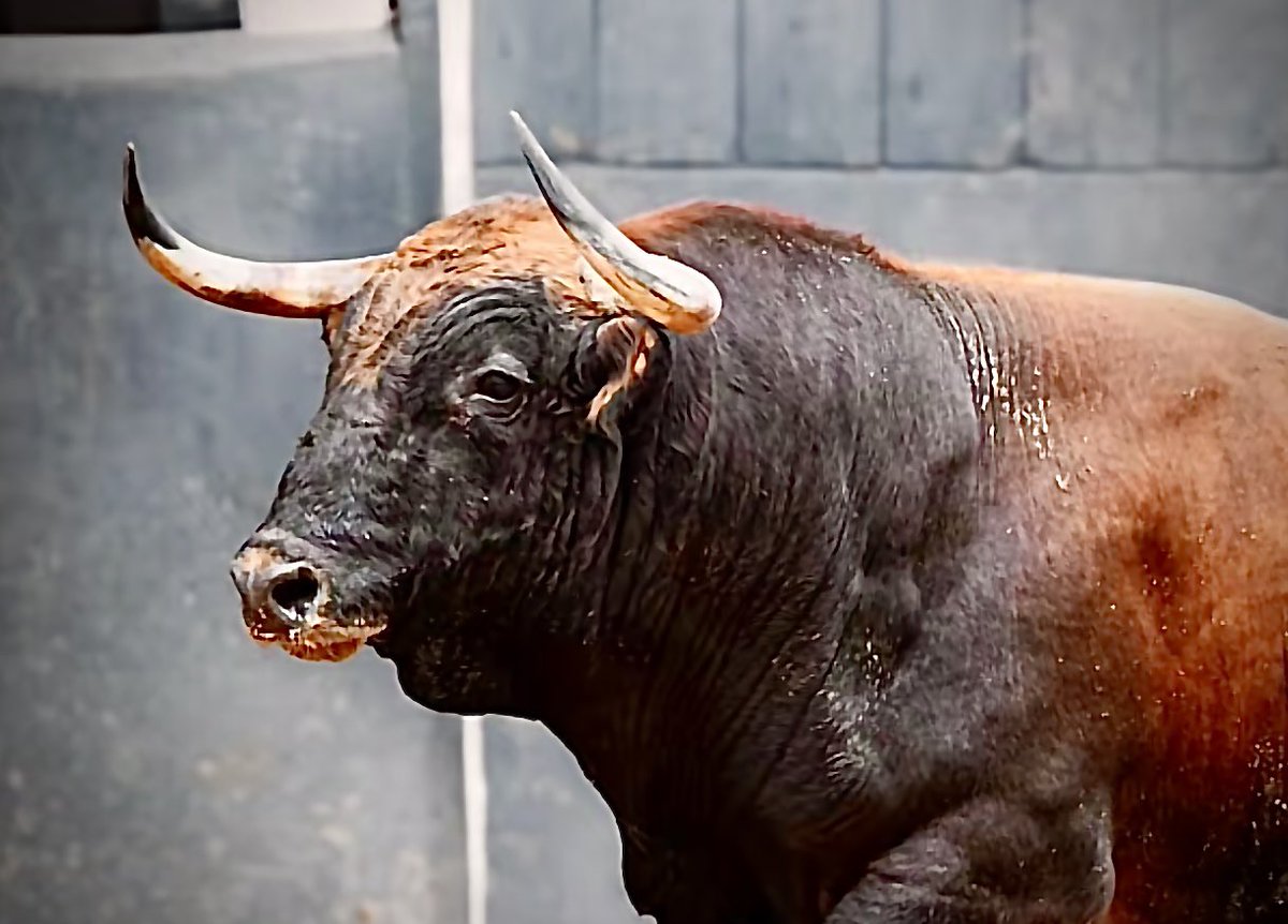 Ignacioirujo's tweet photo. #Toro #Bulls #España #Spain #Tauromaquia #Espectacular #Belleza #Bravura #Nobleza #Fuerza #GanadoBravo #Cultura #Dehesa #ReinoAnimal #Colorido #Presencia #Respeto #Fuerza #PielDeToro #CorridaDeToros #Maestro #PlazaDeToros #FiestaBrava #Torero #MatadorDeToros #CulturaEspañola https://t.co/lprHpFDeFM