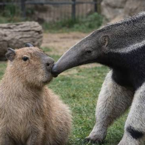 AMAZlNGNATURE's tweet photo. Capybaras can peacefully share space with giant anteaters

Since they eat completely different foods, the two animals often coexist calmly near rivers and wetlands without bothering each other https://t.co/ufHbzMc7Ba