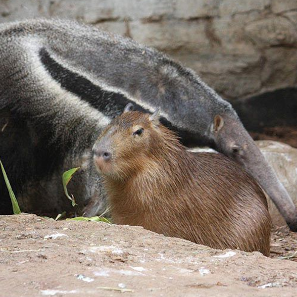 AMAZlNGNATURE's tweet photo. Capybaras can peacefully share space with giant anteaters

Since they eat completely different foods, the two animals often coexist calmly near rivers and wetlands without bothering each other https://t.co/ufHbzMc7Ba