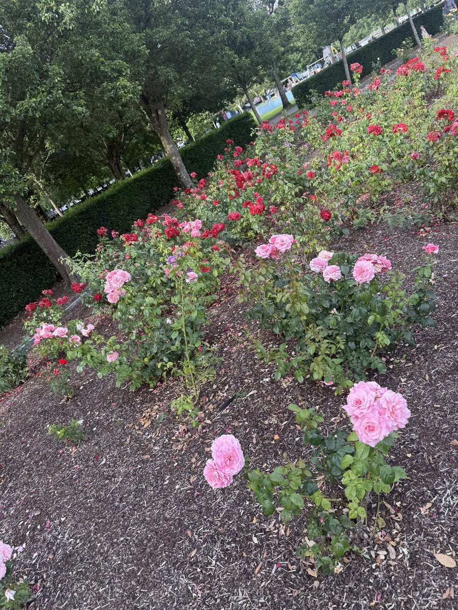 FrankQuinlan1's tweet photo. Waterford #cityofbloom #cleanestcity #visitwaterford 😎👌 https://t.co/ARtmVPMNj3
