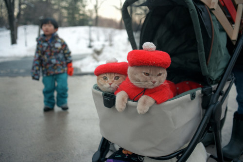 things_d_likes's tweet photo. Berets by dtanist https://t.co/7uRzVQeehv #thingsdavidlikes nyc, newyorkcity, new, york, city, nikon, zf, ttartisan, 32mm, snow, central, park, columbus, circle, costume, beret, hats, cats, pets, stroller, flickr, thingsdavidlikes https://t.co/u5zinZlmTj