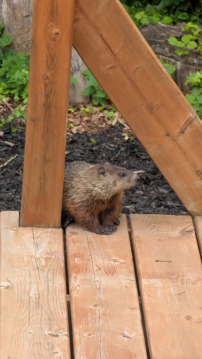 vampentine's tweet photo. spiralling crying isolating depressed and to top it all off there's fucking gophers making a home under my deck https://t.co/vW4RHHUPKY