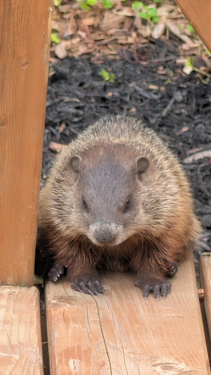 vampentine's tweet photo. spiralling crying isolating depressed and to top it all off there's fucking gophers making a home under my deck https://t.co/vW4RHHUPKY