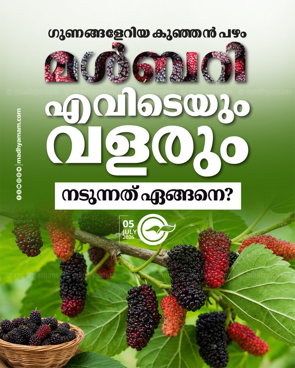 madhyamam's tweet photo. ഗുണങ്ങളേറിയ കുഞ്ഞൻ പഴം, മൾബറി എവിടെയും വളരും; നടുന്നത് ഏങ്ങനെ?
https://t.co/fQUXIr9Iqq
#AgricultureNews #cultivation #MulberryTree #healthbenefits #LatestNews https://t.co/ZvuRtTOLib