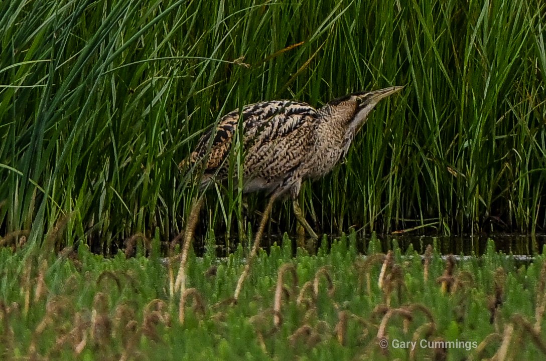 CumoGaz's tweet photo. Bittern, Snipe and Marsh Harrier at Phil Stead hide today https://t.co/4rjf0KX1Z0