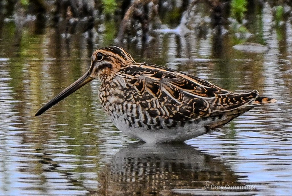 CumoGaz's tweet photo. Bittern, Snipe and Marsh Harrier at Phil Stead hide today https://t.co/4rjf0KX1Z0