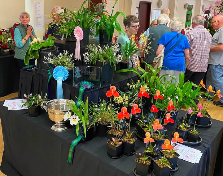 pask_steve's tweet photo. Our thanks to our hosts, the North of England Orchid Society for their hard work on staging a successful show yesterday. Well done to Mel and the EMOS team for achieving best visiting orchid society display 👏👏👏
Acting Chair Steve collected the trophy on behalf of our society https://t.co/mmKGHhHjKy