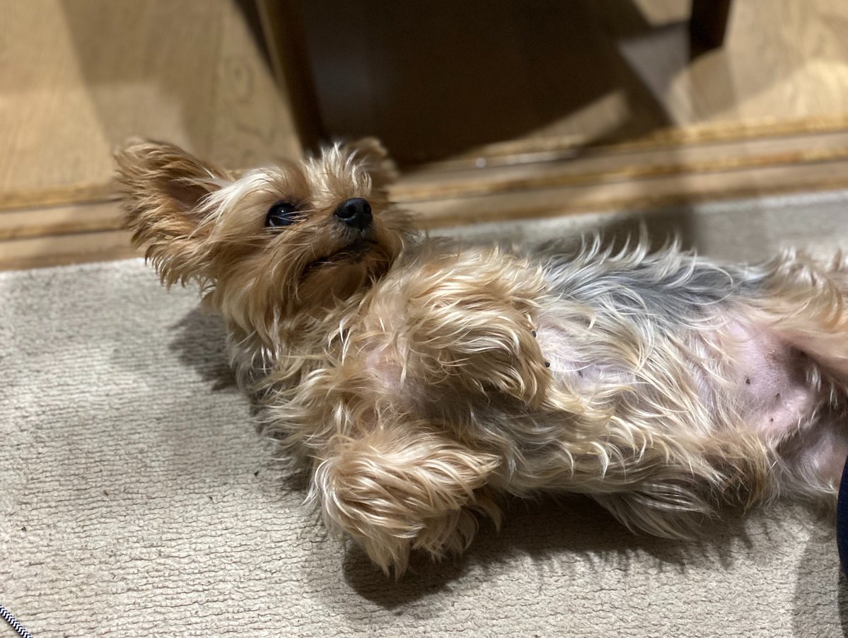 Ryuk_Xi's tweet photo. 死んだ愛犬の誕生日 https://t.co/kDgu0AS1HY