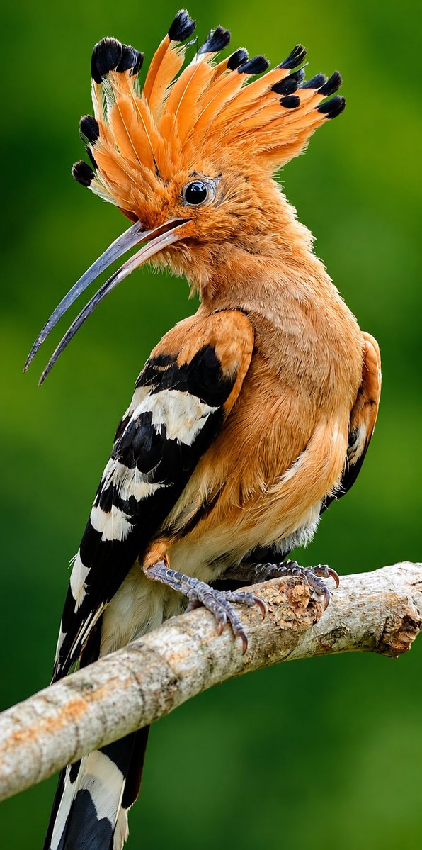 ailaini89's tweet photo. Nature's finest crown belongs to the Eurasian Hoopoe. 👑🧡 https://t.co/xV7UR1gWWw