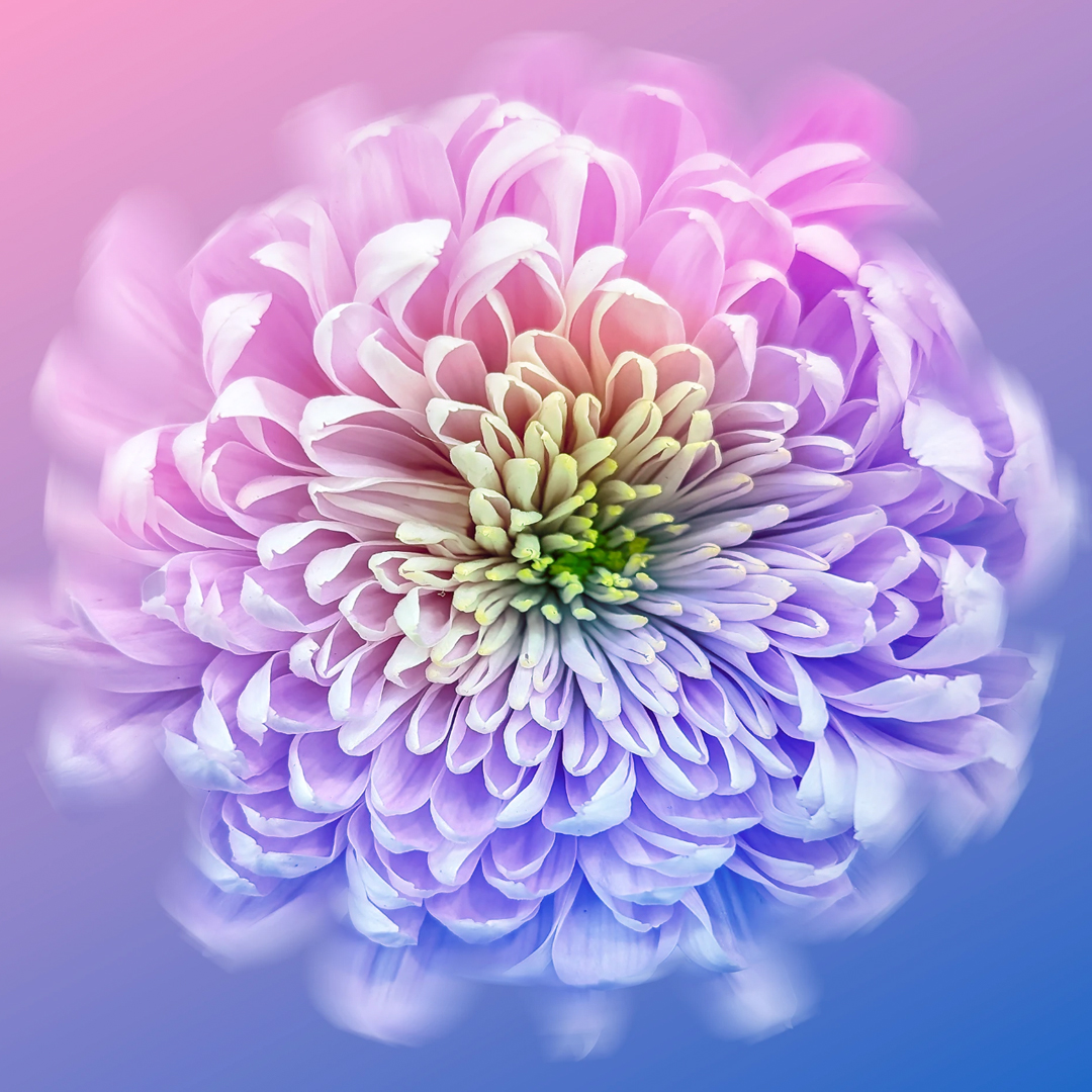 Behance tweet media