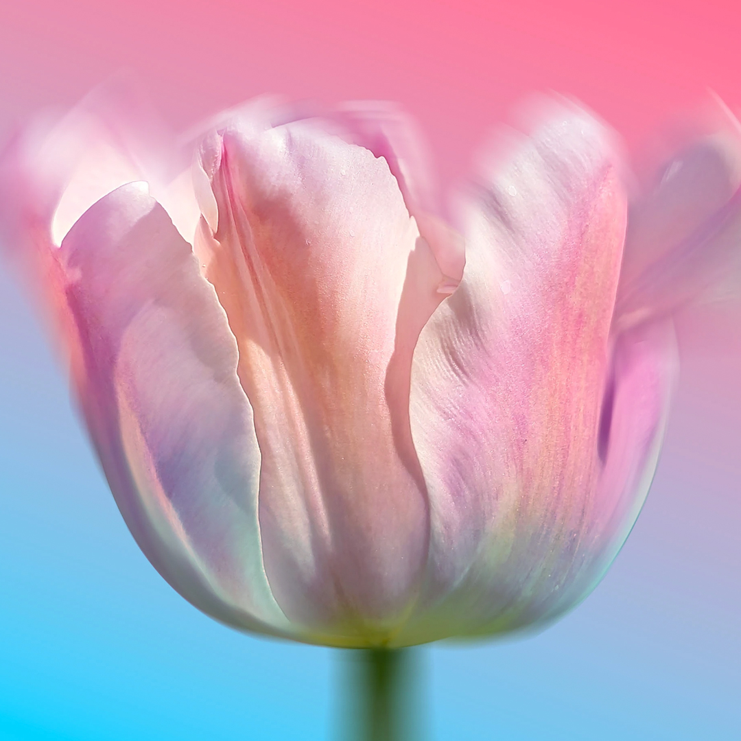 Behance tweet media