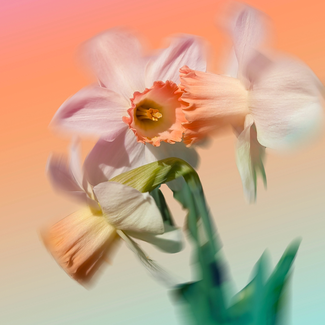 Behance tweet media