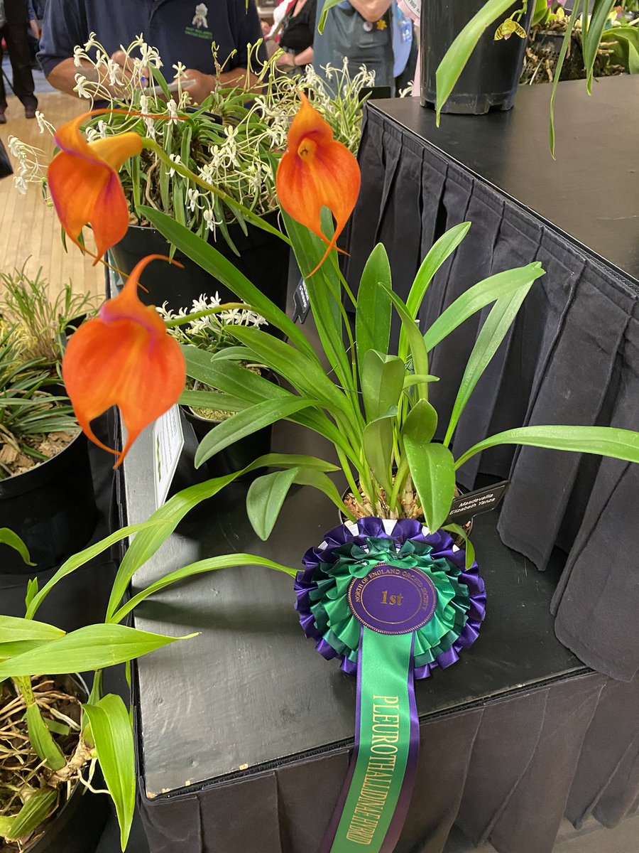 pask_steve's tweet photo. Well done to Arthur Deakin in achieving ‘Best Pleurothallidinae Hybrid ’ for his Masdevallia Elizabeth Yanza at the North of England OS annual show https://t.co/a3dK5xFTJa