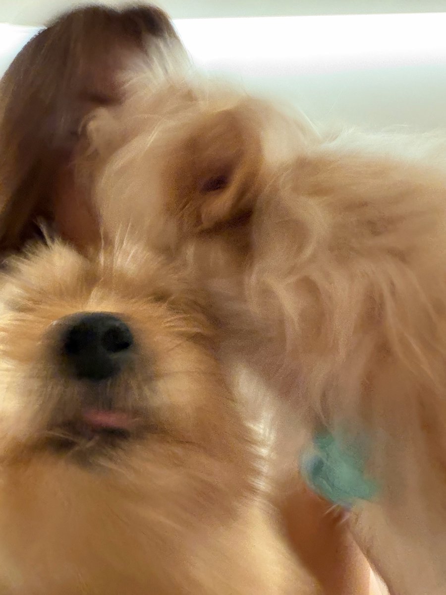 fortnitetwice's tweet photo. momo boo and dobby are sooo cute https://t.co/S6Z8h7oaFd