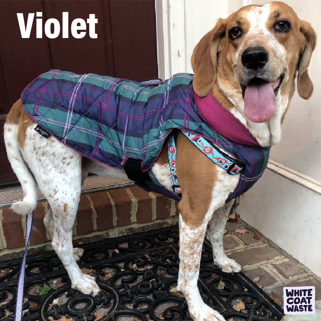 WhiteCoatWaste's tweet photo. Today we remember Violet (Govt ID #CEGMBN) — a hound rescued by White Coat Waste from a taxpayer-funded lab where puppies were infected with hookworms, hounds were cut open for practice surgeries, and dogs like Violet were slated for terminal tests. 
 
July 5 would have been Violet’s birthday. 
 
In 2014, White Coat Waste’s then-board member met Violet in the lab and whispered in her ear, “I promise I’ll get you out.” She kept that promise, and Violet spent the next decade learning to love, trust, and live like every dog deserves.
Pets are family. But when experimentation ends, cats and dogs (even the healthy ones) are usually killed. Most labs refuse to let families adopt survivors — even though taxpayers are forced to pay the bill for animal testing.
Violet inspired White Coat Waste’s historic campaign to change this.
Before Violet, no federal agencies had adoption policies for lab animals. White Coat Waste then won the first-ever adoption policies at the National Institutes of Health, Food & Drug Administration, and Depts. of War and Veterans Affairs.
In 2025, Violet crossed the rainbow bridge. But her legacy is alive and well.

Today, White Coat Waste is leading the campaign to pass VIOLET’S LAW in the Farm Bill — and help retire and release survivors across the U.S. federal government.