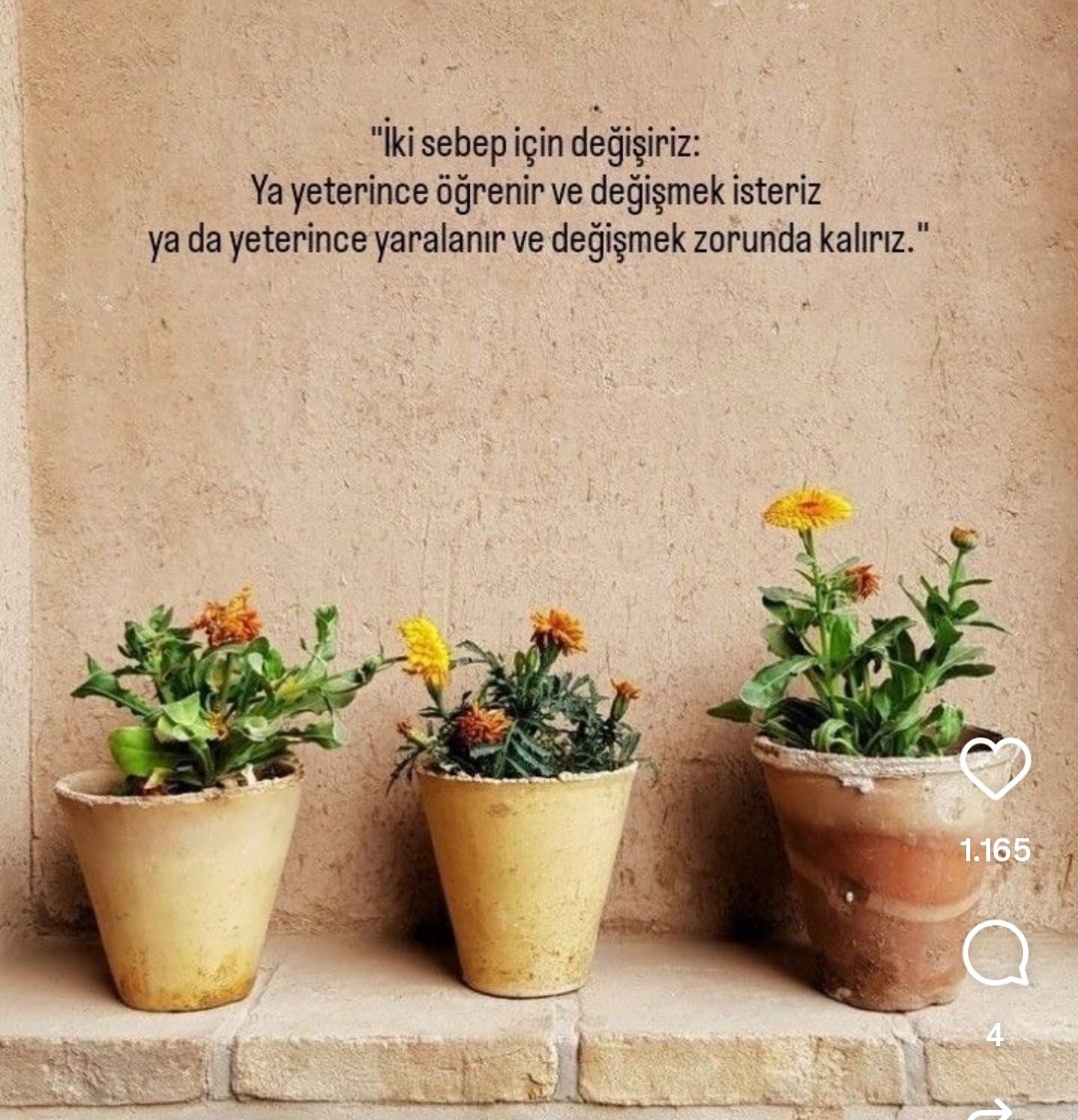 Hemsirebeyde's tweet photo. 🪷 https://t.co/QTmD3TFcGa