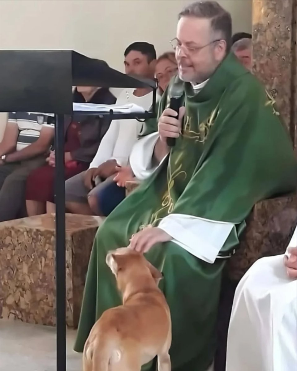 AcervoCharts's tweet photo. Padre resgata cães abandonados e apresenta eles nas missas para incentivar a adoção. https://t.co/tRvXCyPHbQ