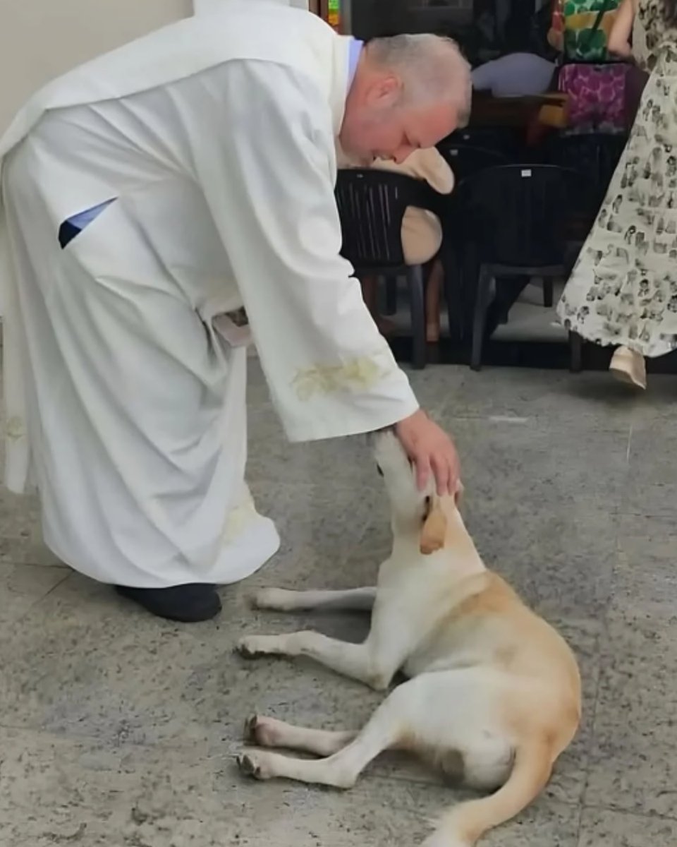 AcervoCharts's tweet photo. Padre resgata cães abandonados e apresenta eles nas missas para incentivar a adoção. https://t.co/tRvXCyPHbQ