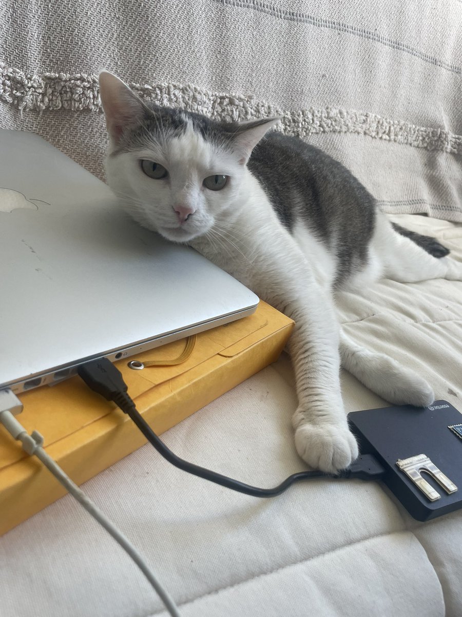 mimouzlechat's tweet photo. Mimouz business girl 🤓 https://t.co/uEVSoF8Pdp