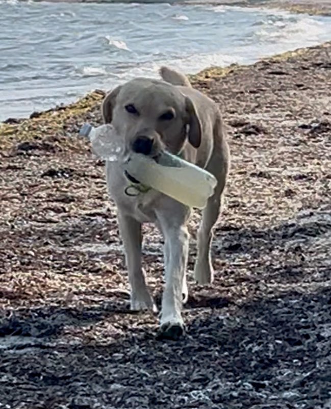 Clowniesmama's tweet photo. Hier noch jemand ohne Wodka-Zitrone?
#beachcleanup https://t.co/dfLEE6QHO5