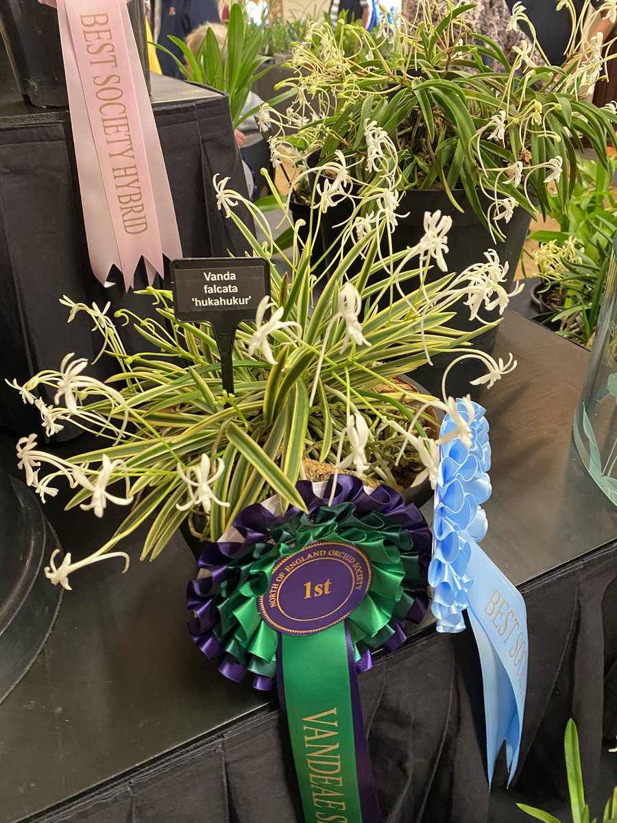 pask_steve's tweet photo. Well done to Richard Evenden in achieving ‘Best Vandaeous speciesSpecies’ for his Vanda falcata ‘Hukahukur’ at the North of England OS annual show https://t.co/pUtgv5xBVi