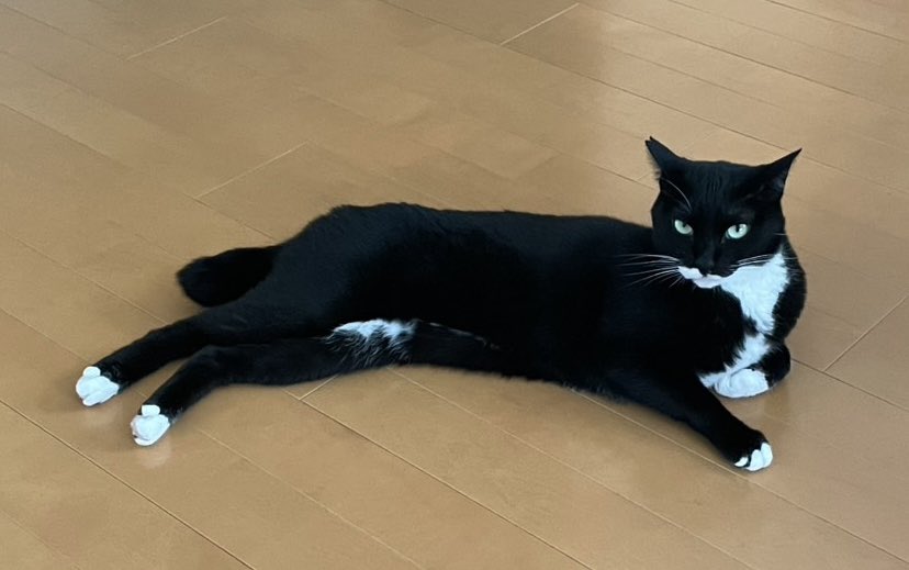 おはようございます 今日は長いですね #cat #猫