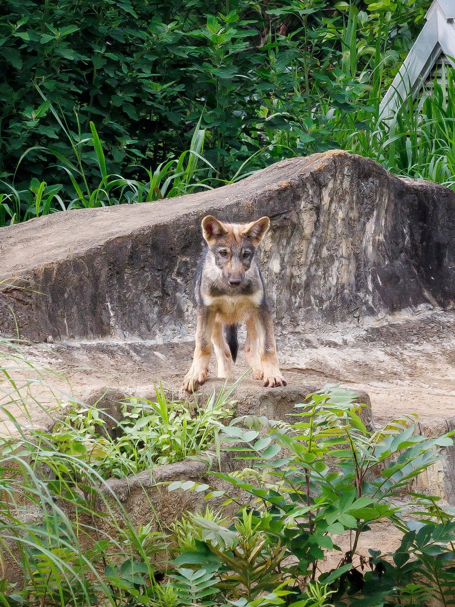 Zan_Animal's tweet photo. #多摩動物公園
#タイリクオオカミ

チビオオカミの仁王立ち🐺

2026年7月4日 https://t.co/a6u1RISy56