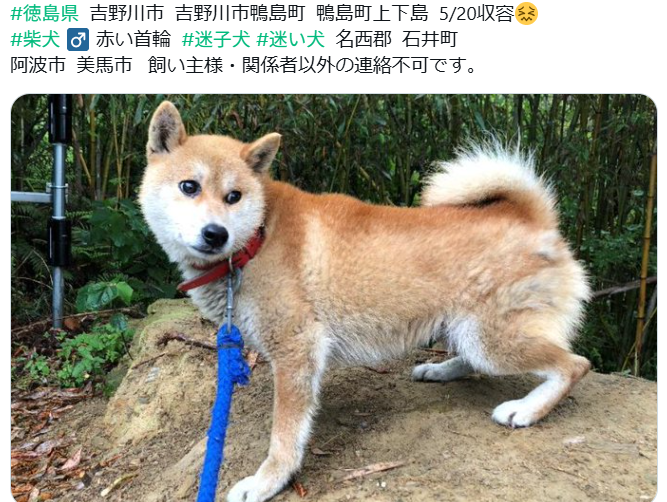 mama88872520's tweet photo. 無事お家に帰れたか、譲渡が決まった様です😌
皆様、ありがとうございました✨
#徳島県  #吉野川市  #迷子犬 https://t.co/pAjv7Cso8t