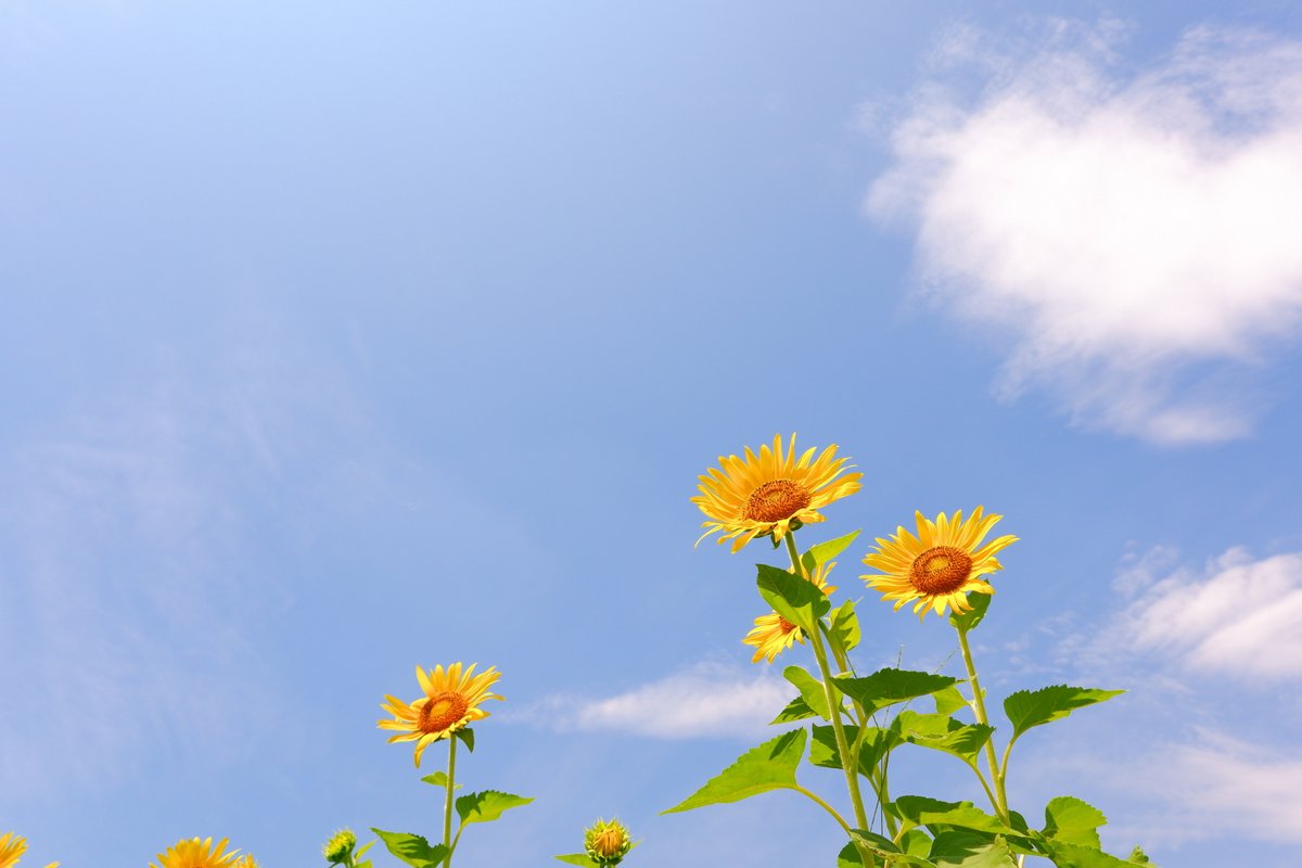 Yahoo_JAPAN_PR's tweet photo. おはようございます☀️

今週から本格的な暑さを感じるところがありそうです🥵
こまめな水分補給をしながら、無理のない一週間にしてくださいね😊

今週もよろしくおねがいします！ https://t.co/2ImVn5BQCi