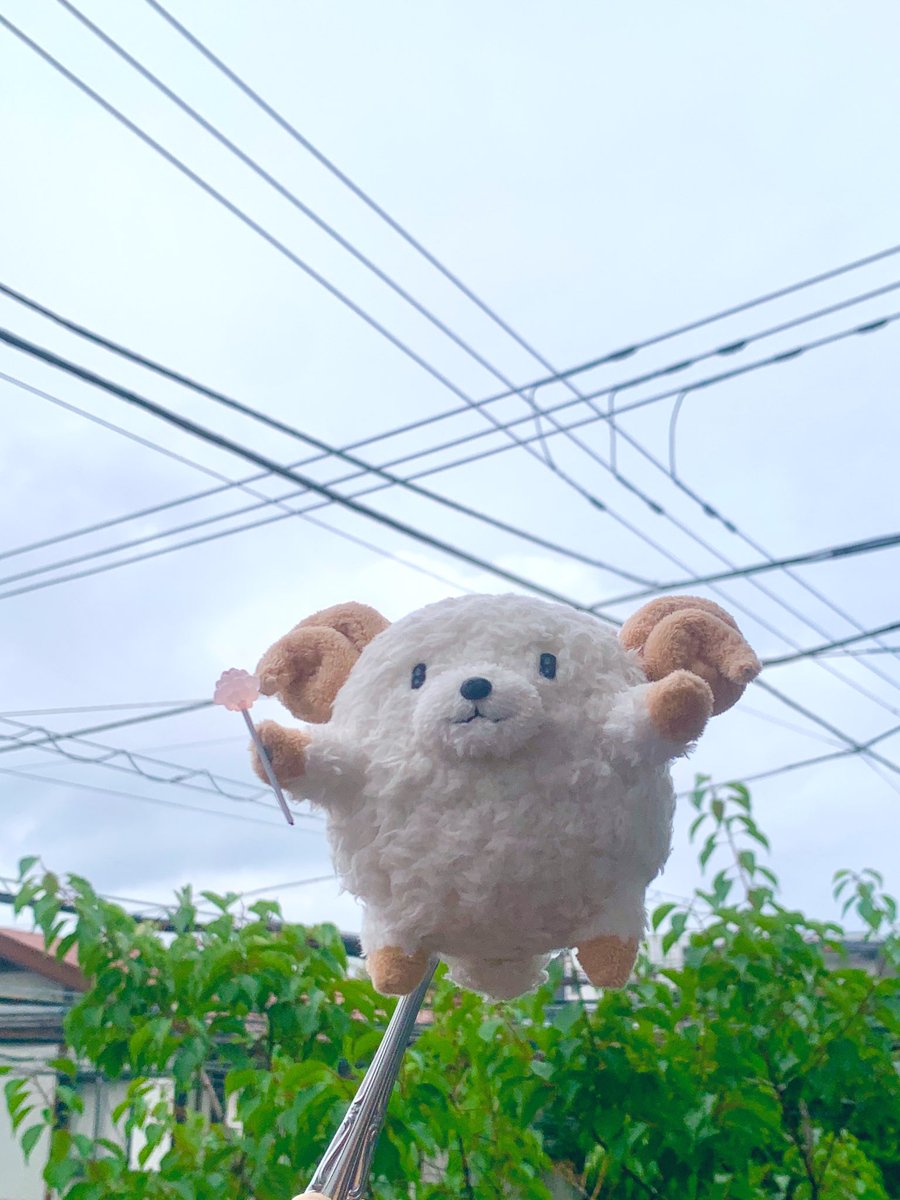 Linda_Solo_Jota's tweet photo. おは羊ございますぅーる！
今朝はくもり☁️過ごしやすそうな気候ですね๑
本日もがんばって活きましょうーる！！
🍬꒰ ๑' ᴥ '๑꒱ノ✨

#アモン羊 
#ぬい撮り #ぬいぐるみ好きさんと繋がりたい https://t.co/uySqk6vru7