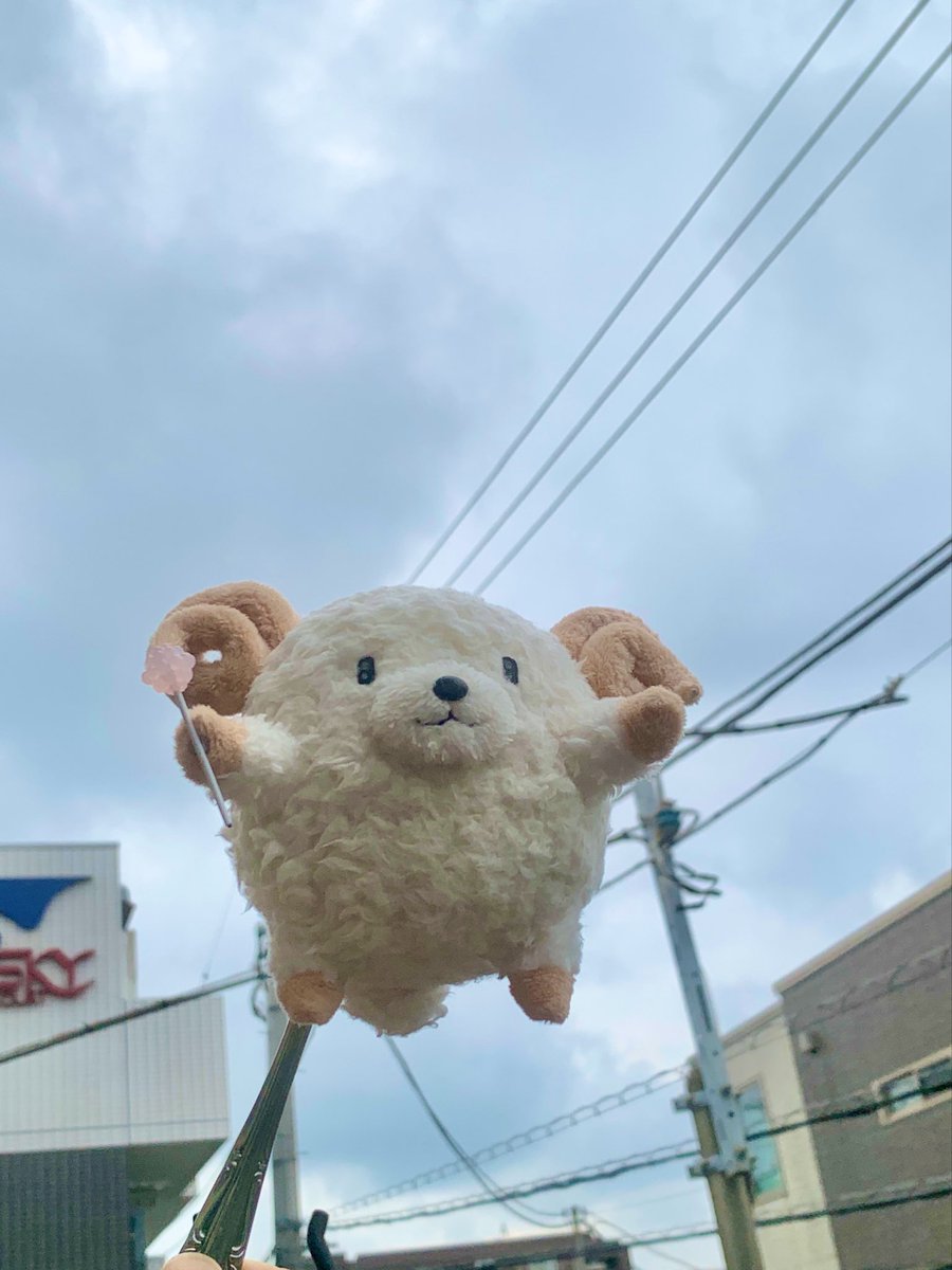 Linda_Solo_Jota's tweet photo. おは羊ございますぅーる！
今朝はくもり☁️過ごしやすそうな気候ですね๑
本日もがんばって活きましょうーる！！
🍬꒰ ๑' ᴥ '๑꒱ノ✨

#アモン羊 
#ぬい撮り #ぬいぐるみ好きさんと繋がりたい https://t.co/uySqk6vru7