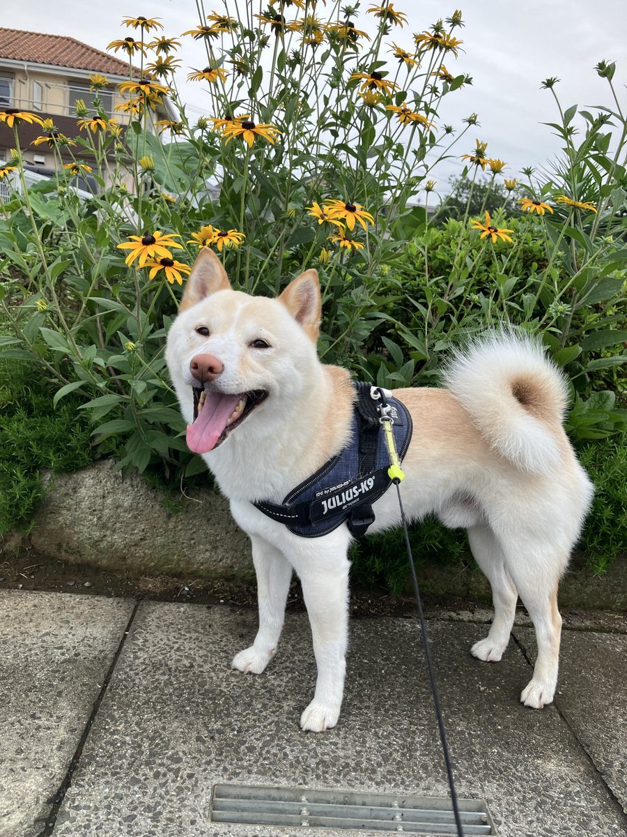 em_ybssas's tweet photo. おはワン🐶💛 https://t.co/J7k3u0YjiS