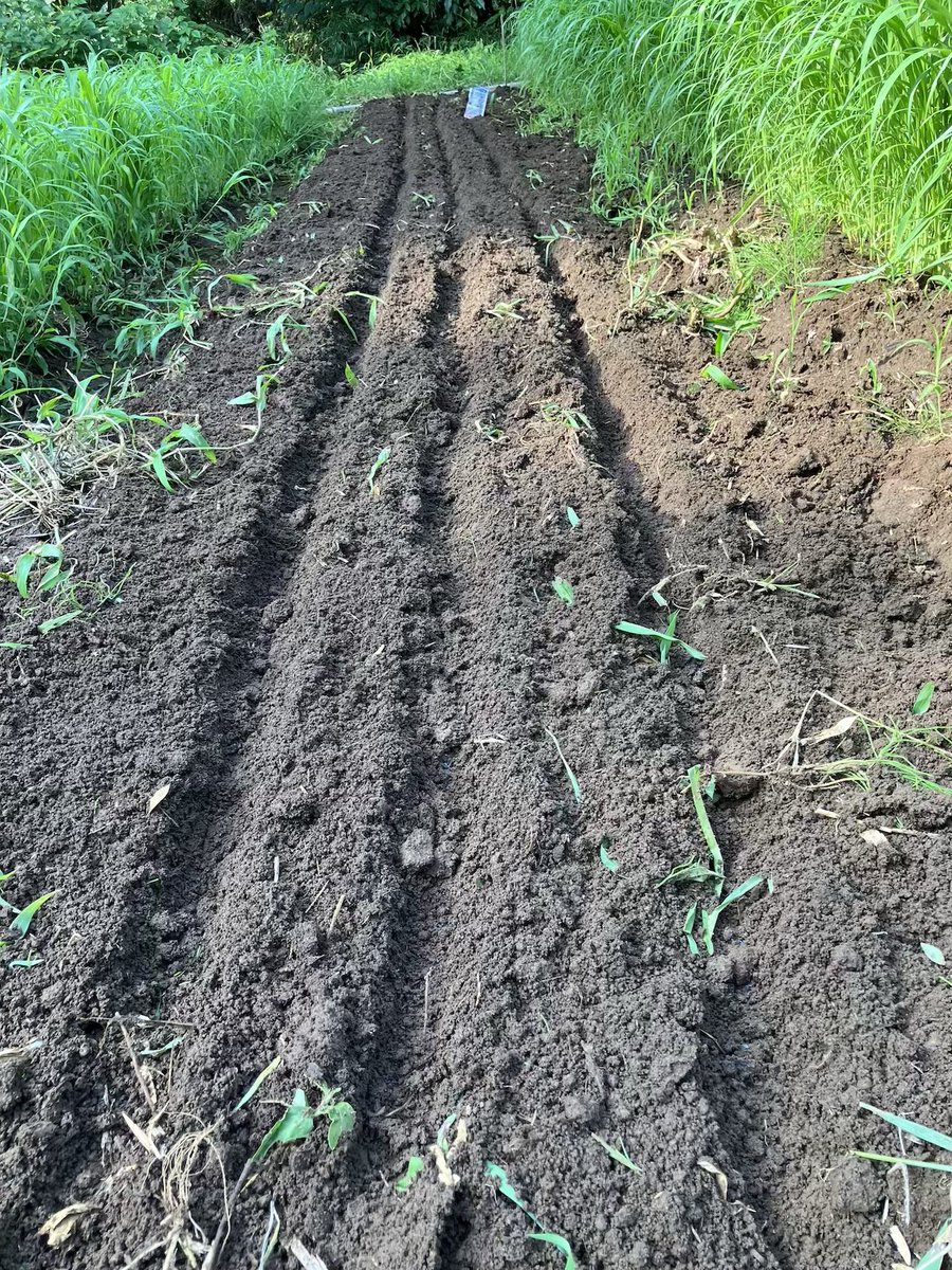 amanatsubrog's tweet photo. 近年梅雨明け後の7、8月はとても播種できるような気候ではないので、適期ではないですが今のうちにニンジンの種をまき、うまくいくか様子を見てみます。
とう立ちしやすかったりするんでしょうか？
#家庭菜園 #ニンジン https://t.co/zvfHDGJY5u