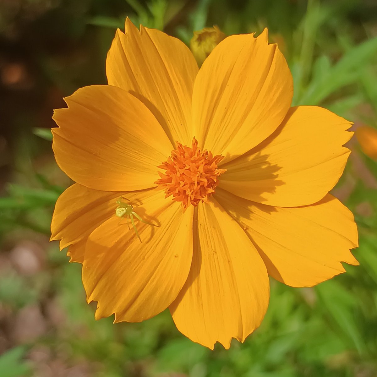 river_byVerne's tweet photo. A little spider waiting for a prey #YellowSunday https://t.co/xhdijOLEul